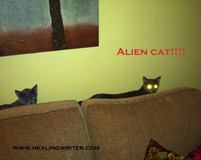 Alien cat